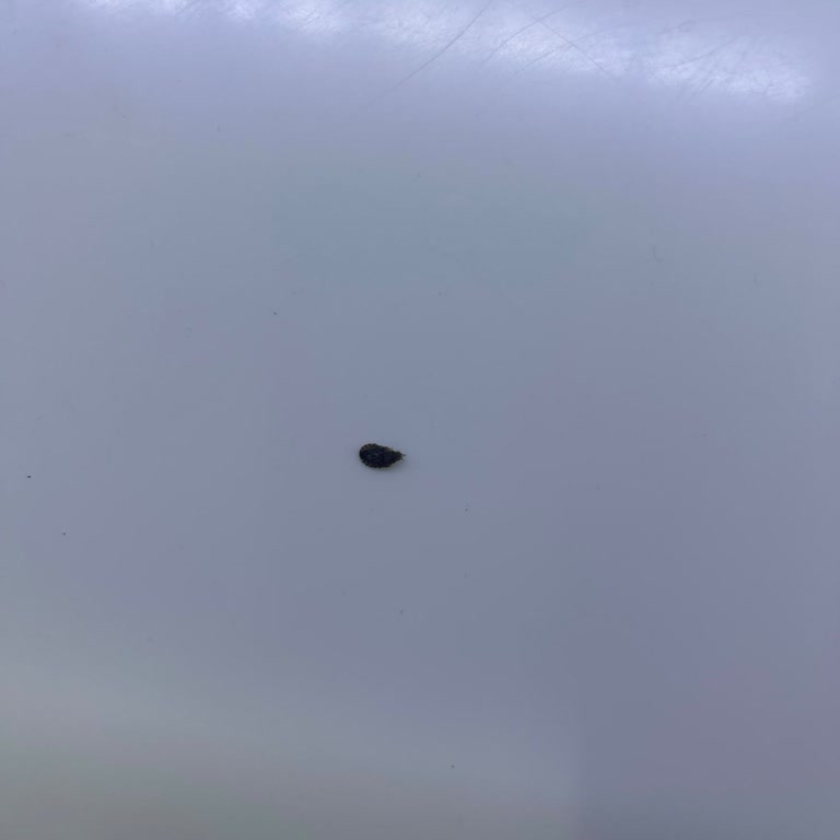 THY Uçağında Valizlerimiz Tahtakurusu Sardı, İlaçlama Talebim Var