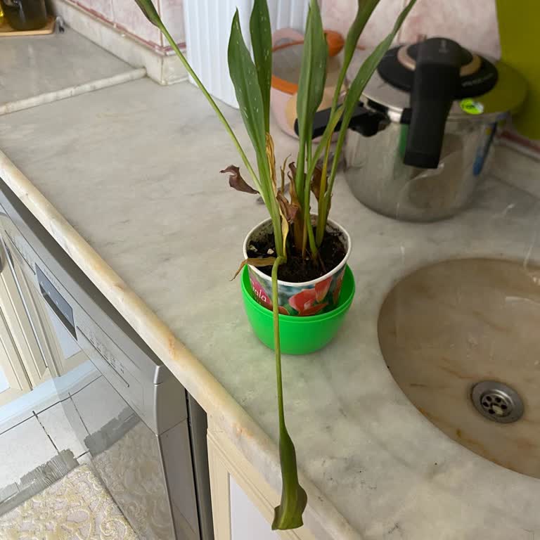 Çiçek Siparişimde Taze Ürün Beklentim Karşılanmadı