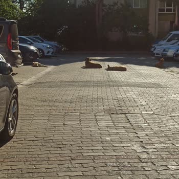 Kocaeli Büyükşehir Belediyesi Saldırgan Sokak Köpekleri Nedeniyle Mahallede Güvenlik Sorunu