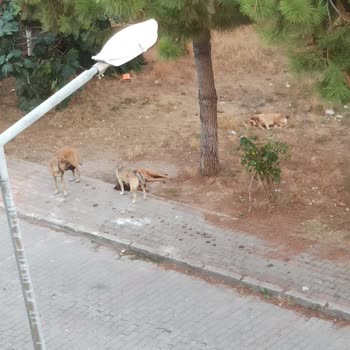 Kocaeli Büyükşehir Belediyesi Saldırgan Sokak Köpekleri Nedeniyle Mahallede Güvenlik Sorunu