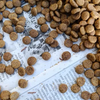 Kurtlu Diyabetik Köpek Maması Ve İletişim Eksikliği