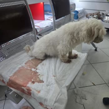 Acil Durumda İlgisiz Veteriner Müdahalesi Hayati Tehlike Yarattı