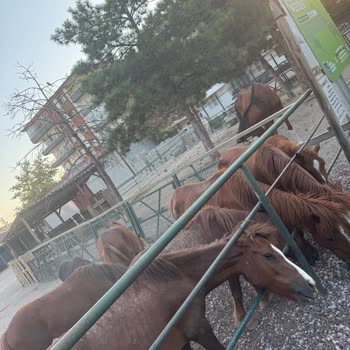 Sincan Hayvanat Bahçesindeki Atların Bakımsızlığı Ve Güvenlik Sorunları Hakkında Acil Şikayet