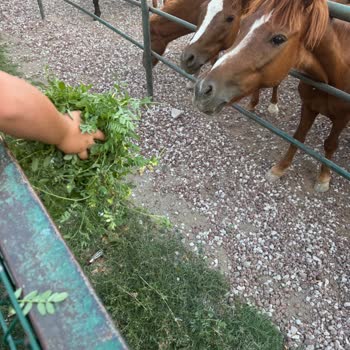 Sincan Hayvanat Bahçesindeki Atların Bakımsızlığı Ve Güvenlik Sorunları Hakkında Acil Şikayet