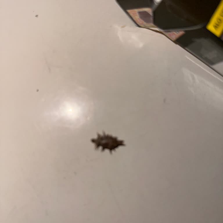 Satın Aldığım Ürünlerin İçinden Yabancı Cisim Çıkması