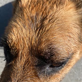 Hipet Cosmetics Kedim Ve Köpeğimde Ürün Sonrası Cilt Sorunları Ve Tüy Dökülmesi Yaşadım