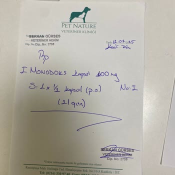 Veteriner Kliniğinde İhmal Sonucu Kedimi Kaybettim: Sorumluların Cezalandırılmasını İstiyorum