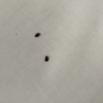 Böcek İlaçlama Hizmeti Etkisiz Ve Mağduriyet Yaşıyorum