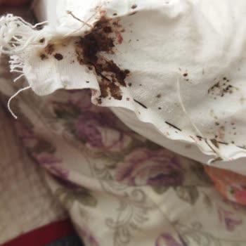 Böcek İlaçlama Hizmeti Etkisiz Ve Mağduriyet Yaşıyorum