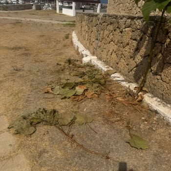 Jasmine Court Hotel (Girne) Aşırı Sıcak Ve Yetersiz Temizlik Nedeniyle Kötü Konaklama Deneyimi