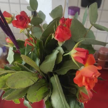 Çiçek Ve Çikolata Siparişim Solgun Ve Bozuk Geldi Tekrar Aynı Sorun Yaşadım