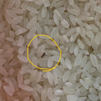 Aldığım Pirinçte Böcek Çıktı, Hijyen Ve Denetim Sorunu