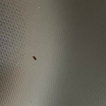 Aldığım Pirinçte Böcek Çıktı, Hijyen Ve Denetim Sorunu