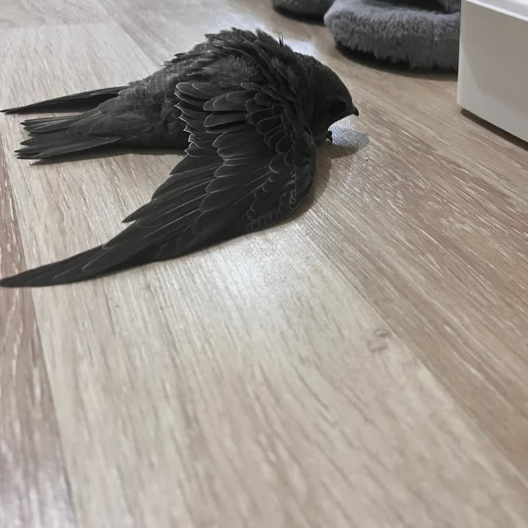 Yaralı Ebabil Yavrusu İçin Saatlerdir Yardım Alamadım