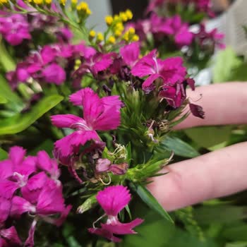 Özel Günde Bozuk Çiçek Ve Çözülmeyen Mağduriyet