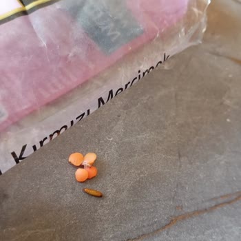 Kırmızı Mercimekten Çıkan Kurt Ve Müşteri Hizmetlerine Ulaşamama Sorunu