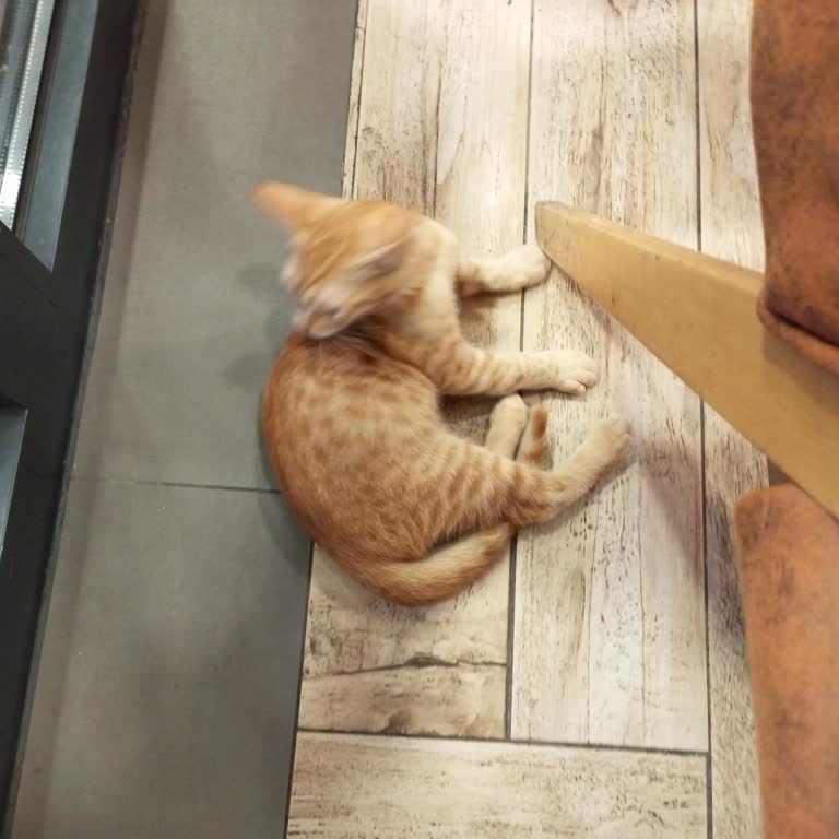 Restoranda Masalarda Dolaşan Kediler Hijyen Sorununa Yol Açıyor