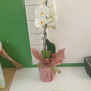 Siparişimde Eksik Orkide Gönderildi Ücret İadesi Yapılmadı