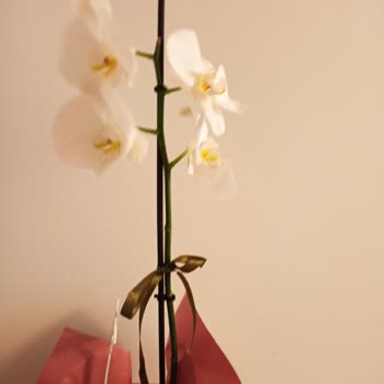 Siparişimde Eksik Orkide Gönderildi Ücret İadesi Yapılmadı