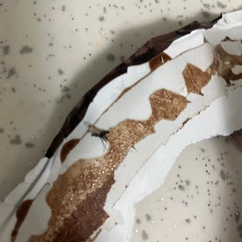 Cornetto Dondurmasında Ölü Sinek Çıkması Nedeniyle Mağduriyet