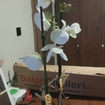 Salonbitkileri.com Solmuş ve Kırık Orkide Hediyesi, Müşteri Hizmetlerinden Yanıt Yok