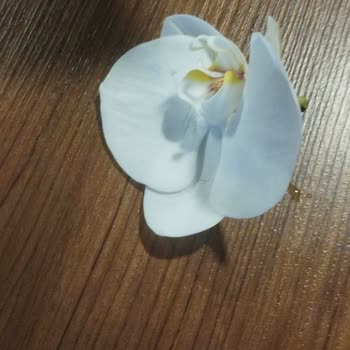 Salonbitkileri.com Solmuş ve Kırık Orkide Hediyesi, Müşteri Hizmetlerinden Yanıt Yok