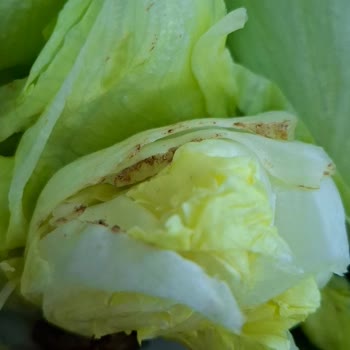 Tarihi Geçmiş Ve Çürük Ürün Gönderimiyle Sağlığımız Riske Atıldı