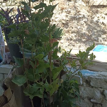 Sipariş Edilen Fidanlar Görseldekinden Farklı Ve İletişimsizlik Yaşanıyor