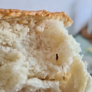 Aldığım Ekmekten Böcek Çıktı, Hijyen Sorunu Yaşadım