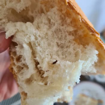 Aldığım Ekmekten Böcek Çıktı, Hijyen Sorunu Yaşadım