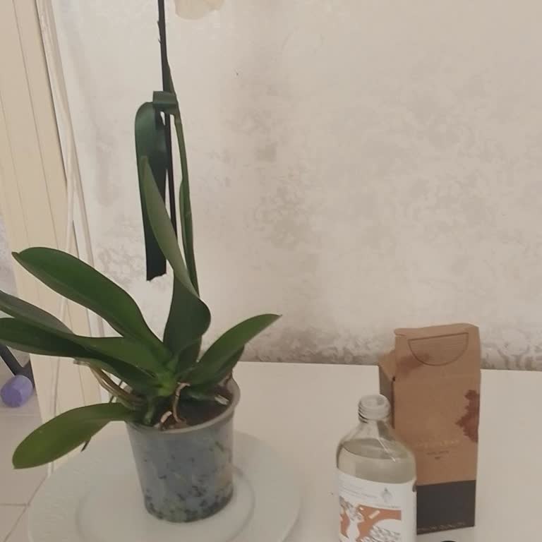 Yanlış Ve Hasarlı Ürün, Yetersiz Destek: Çiçek Sepeti Hayal Kırıklığı