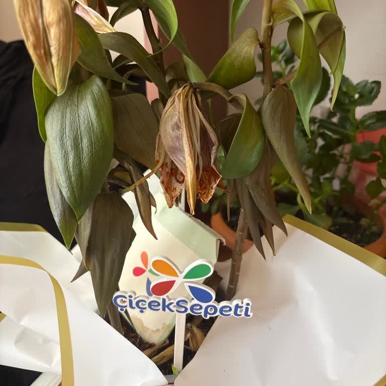 Hayal Kırıklığı Yaratan Çiçek Ve Yetersiz Çözüm Teklifi