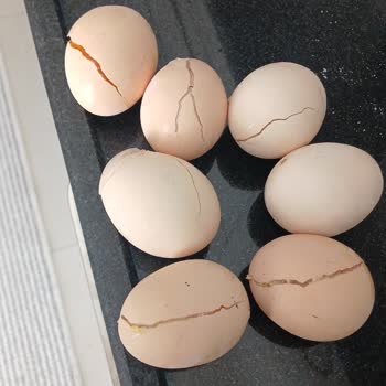 Bosch Buzdolabında Sürekli Donma Sorunu Ve Çözüm Eksikliği