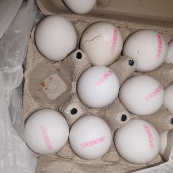 Siparişimde Kırık Ve Kurtlu Yumurta Teslim Edildi Hijyen Sorunu Yaşadım