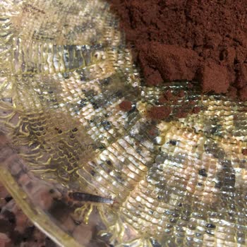 Kahve Paketinden Canlı Böcek Çıktı: Hijyen Ve Mağduriyet Sorunu