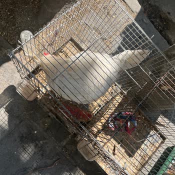 Petshopta Hayvanların Kötü Koşullarda Tutulması Ve Çalışanların Kaba Tavrı