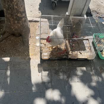 Petshopta Hayvanların Kötü Koşullarda Tutulması Ve Çalışanların Kaba Tavrı
