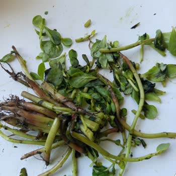 Çürük Ürünler Ve Yanlış Siparişle Büyük Hayal Kırıklığı