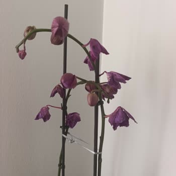 Aldığım Orkide İki Günde Kurudu, Çözüm Sunulmadı