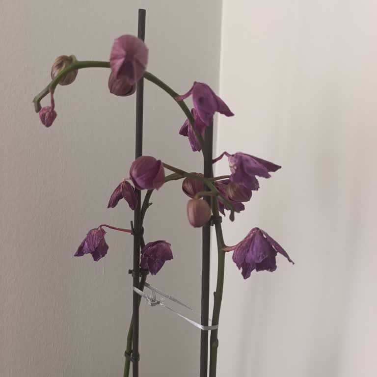 Aldığım Orkide İki Günde Kurudu, Çözüm Sunulmadı