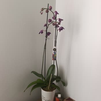 Aldığım Orkide İki Günde Kurudu, Çözüm Sunulmadı