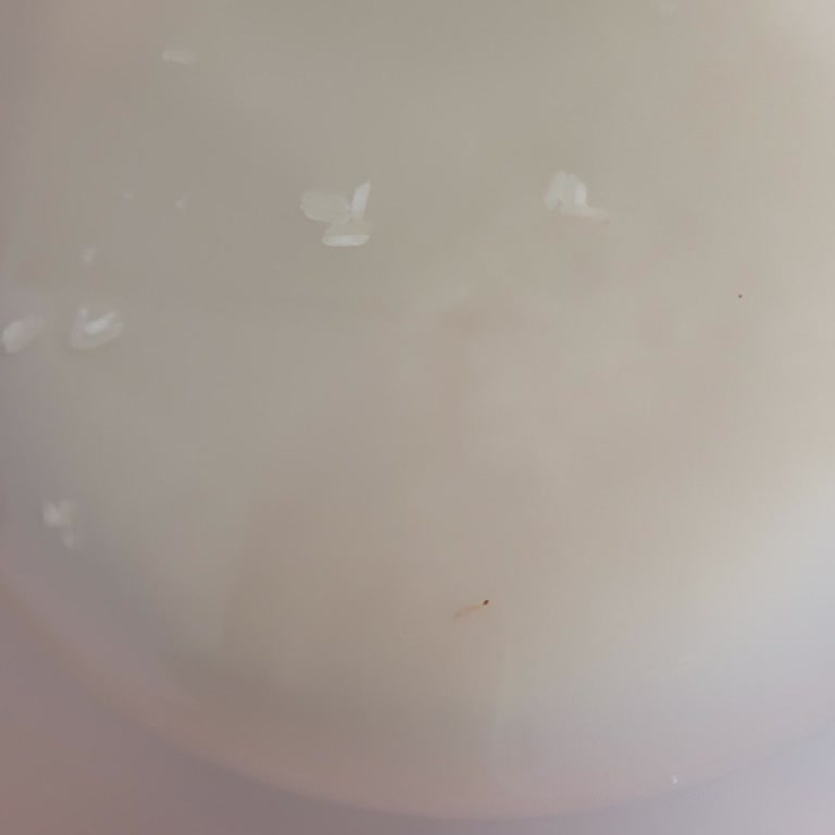 Aldığım Pirinçte Kurtçuk Ve Kötü Koku Şoku!