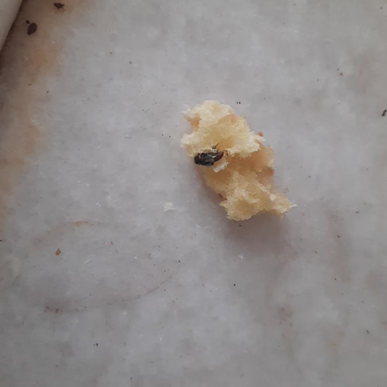 Kızılcahamam'da Hijyen Alarmı İle Karşı Karşıya Kaldım