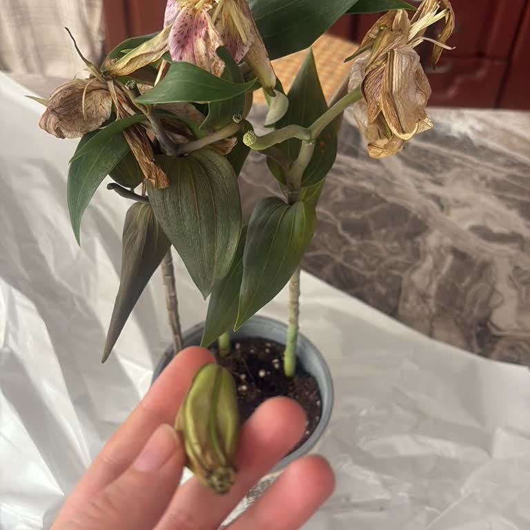 Çiçek Sepeti Siparişimde Solmuş Çiçek Ve Çözüm Eksikliği Yaşadım