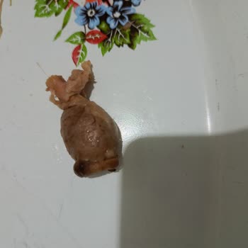 Satın Aldığım Tavukta Olmaması Gereken Organ Parçası Çıktı