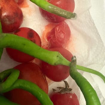Tekrarlayan Arıza, Yetersiz Servis Ve Mağduriyet: Buzdolabım Çözülmüyor!