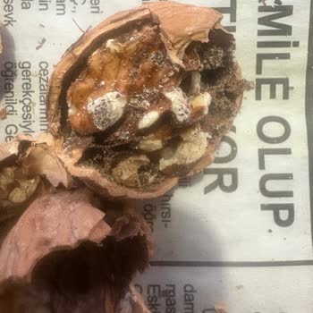 Aldığım Cevizler Böceklenmiş Ve Tozlu Çıktı, Mağduriyet Yaşadım