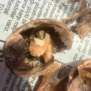 Aldığım Cevizler Böceklenmiş Ve Tozlu Çıktı, Mağduriyet Yaşadım