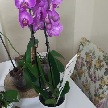 Çürük Orkideyle Hayal Kırıklığı Yaşadık