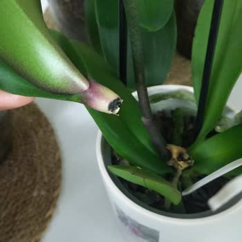 Çürük Orkideyle Hayal Kırıklığı Yaşadık